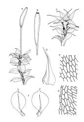 Image: R.C. Wagstaff © Landcare Research 2015 